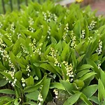 Vakantiehuis Romantyczny Zakatek W Wincu Winiec