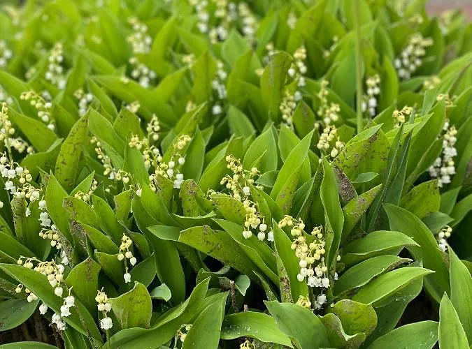 Holiday home Romantyczny Zakatek W Wincu Winiec